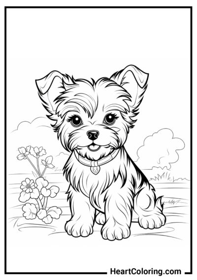 Cucciolo di Yorkshire Terrier - Disegni di Cani e Cuccioli da Colorare