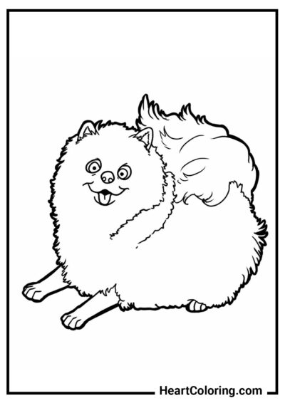 Divertente Pomerania - Disegni di Cani e Cuccioli da Colorare