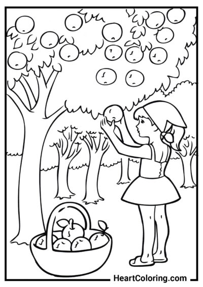 Niña recogiendo manzanas - Dibujos de Verano para Colorear