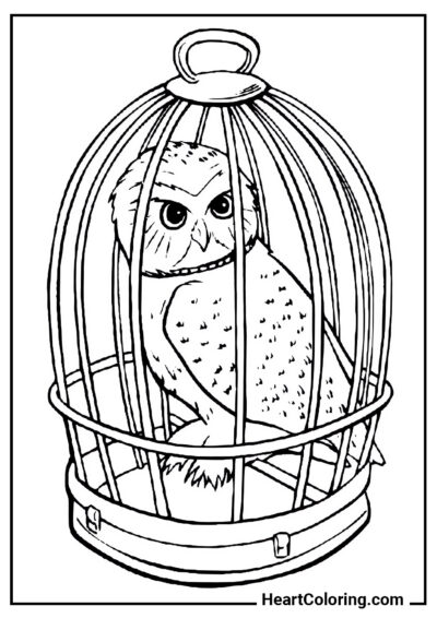 Hedwige - Coloriages Harry Potter